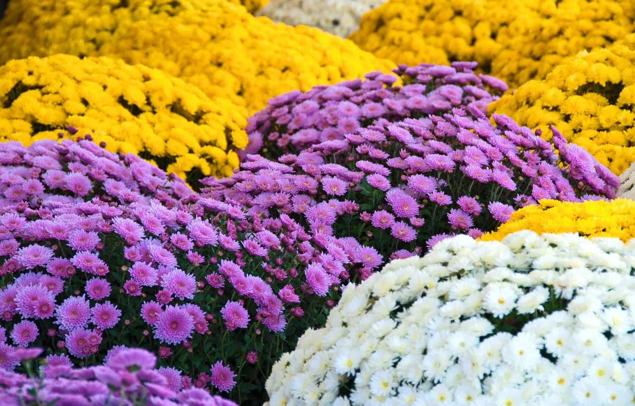 Chrysanthemum Vs. Mums Flowering