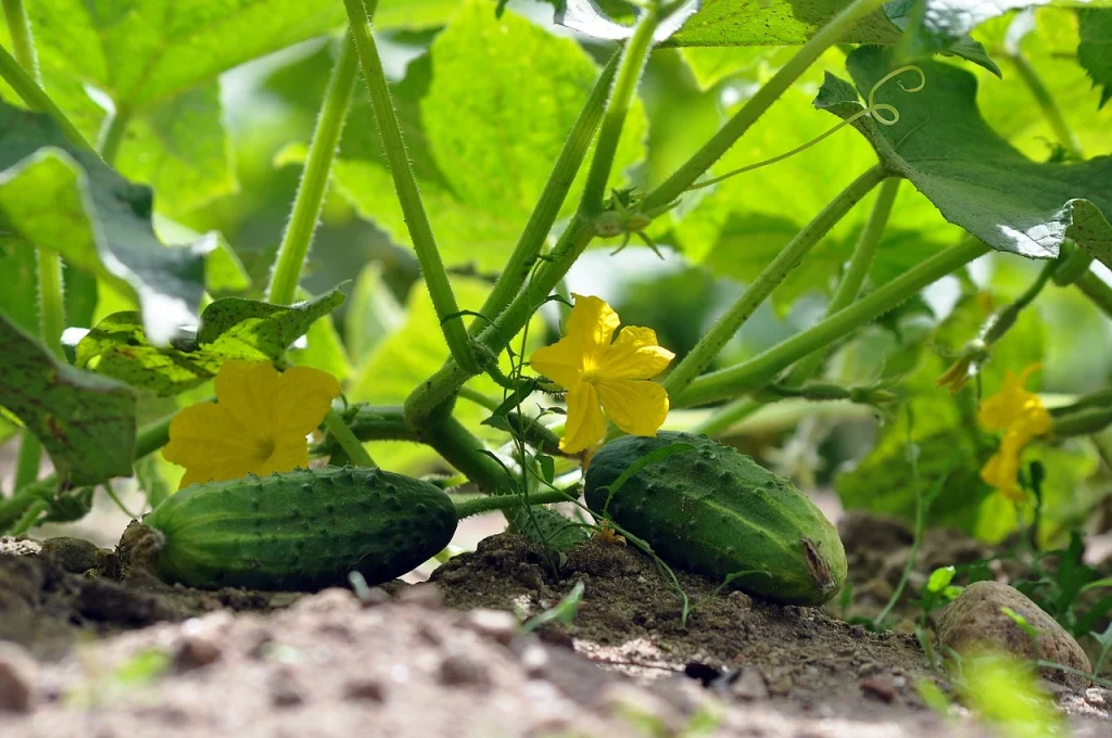Can Cucumber Be Grown in the US in Winters?