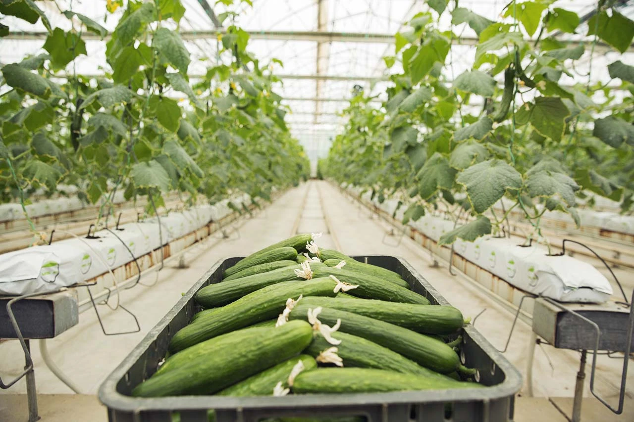 Can Cucumber Be Grown in the US in Winters?