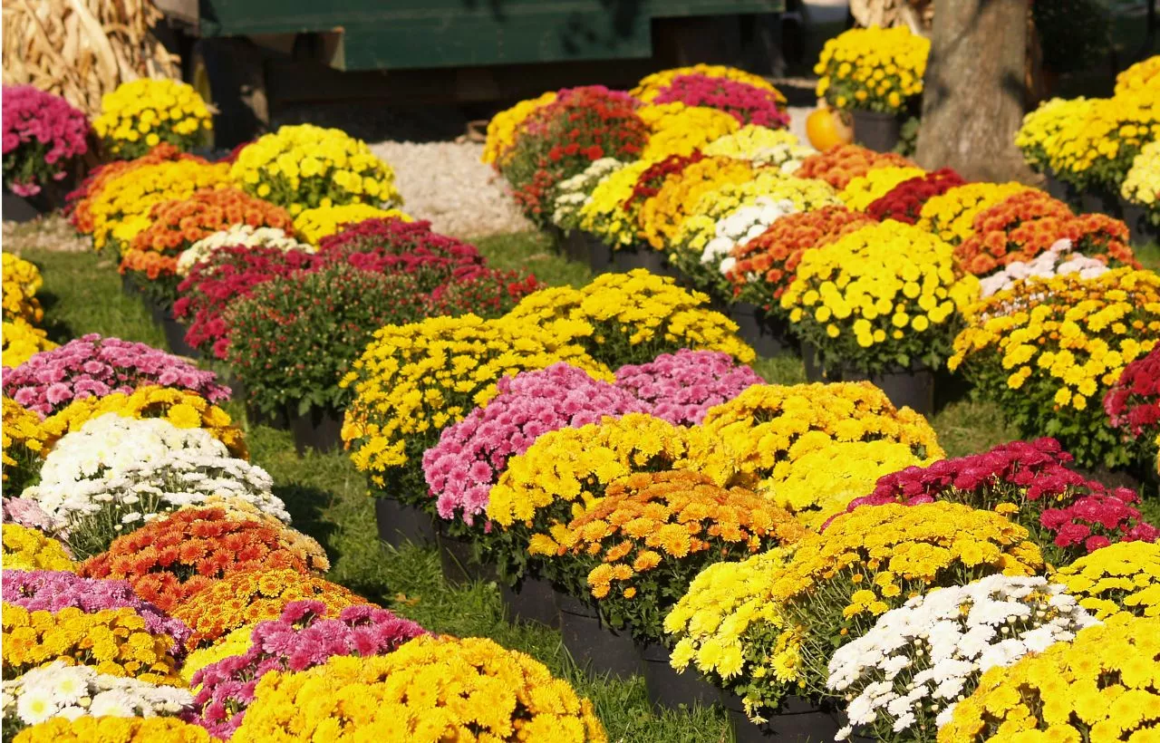 Best Tips and Facts for Chrysanthemum Vs. Mums Flowering