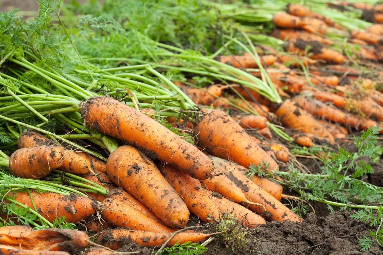 Grow Carrots in the Winter