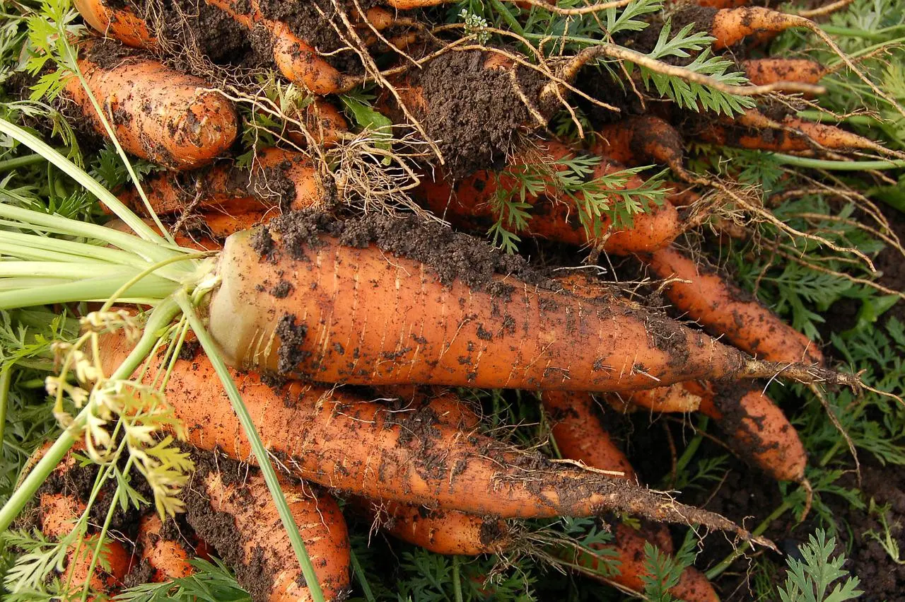 Grow Carrots in the Winter Tips for ColdWeather Gardening