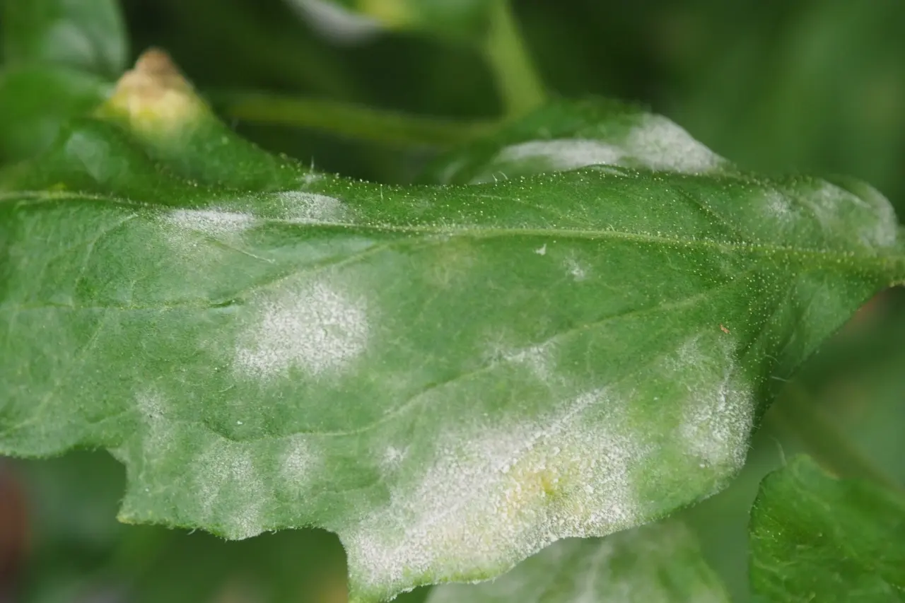 how-do-you-treat-white-fungus-on-plants-gardening-s-core