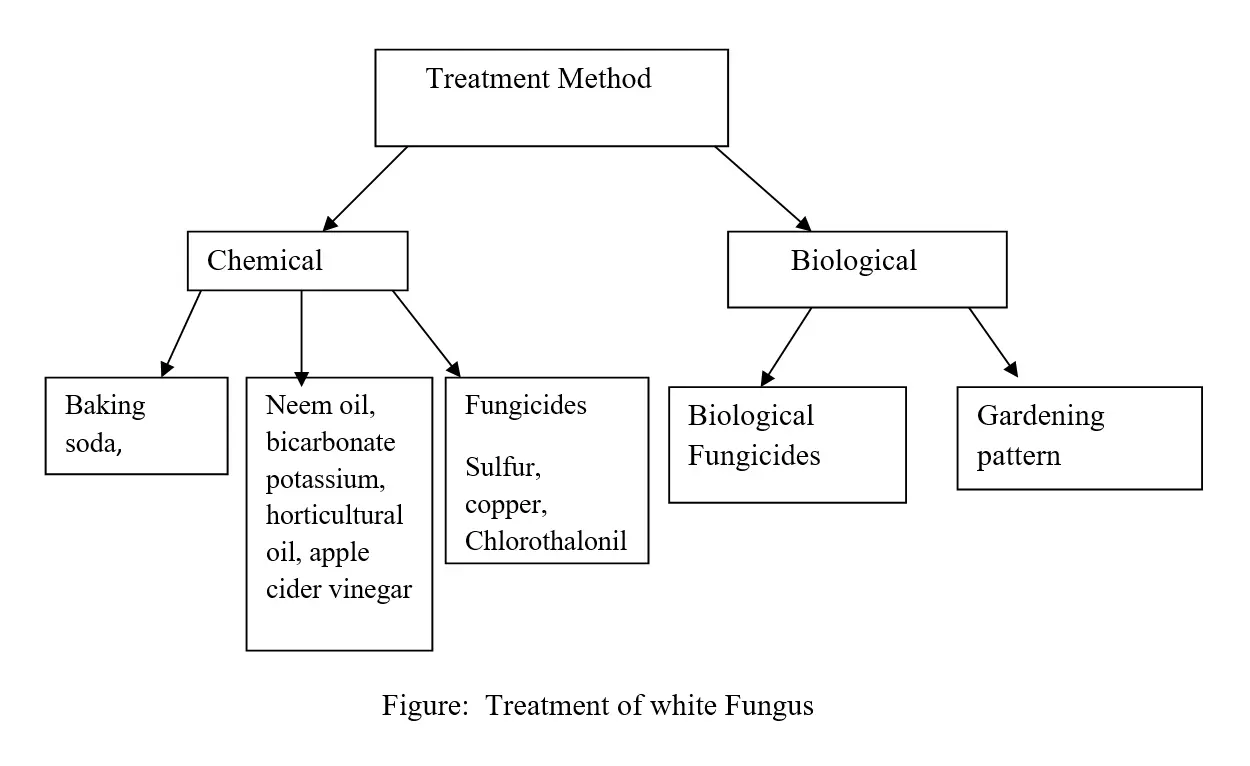 How do you treat white fungus on plants?