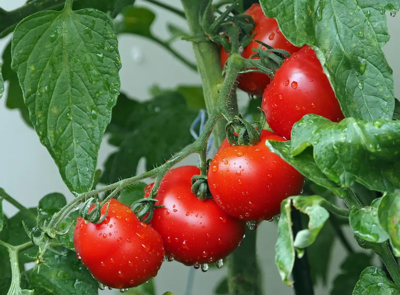 Water Tomato Plant Per Day Daily Watering Guide Gardening's Core