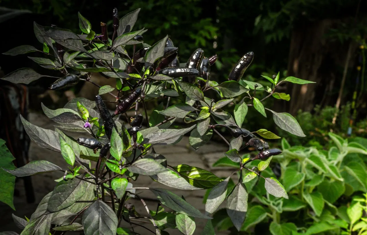 Black Cobra Peppers