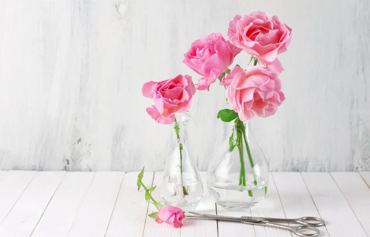 How to grow roses from cuttings without rooting Hormone?