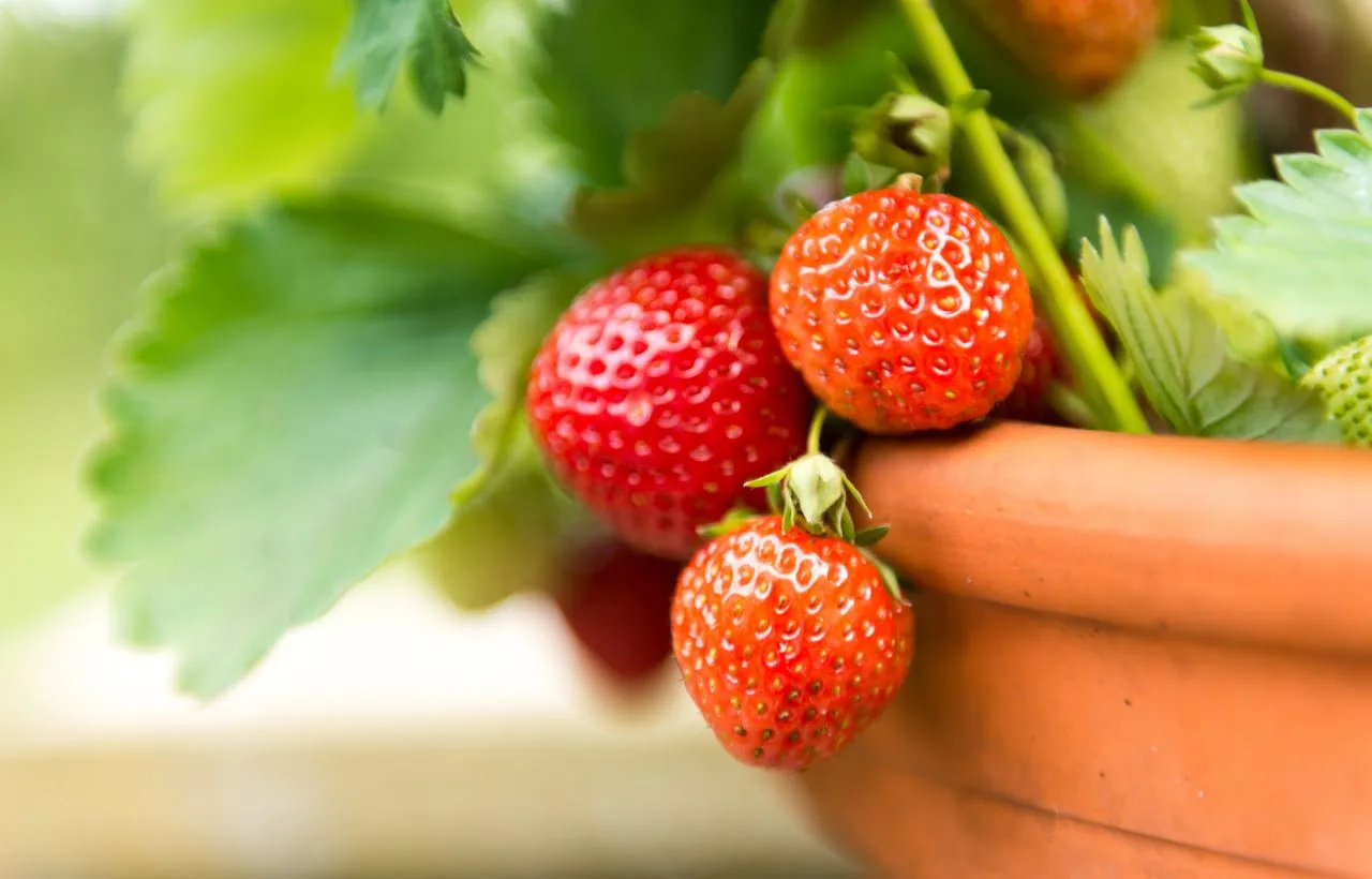 growing strawberries indoors