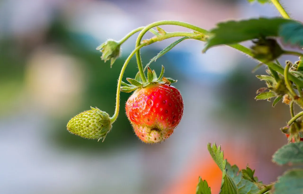 Strawberry Disease