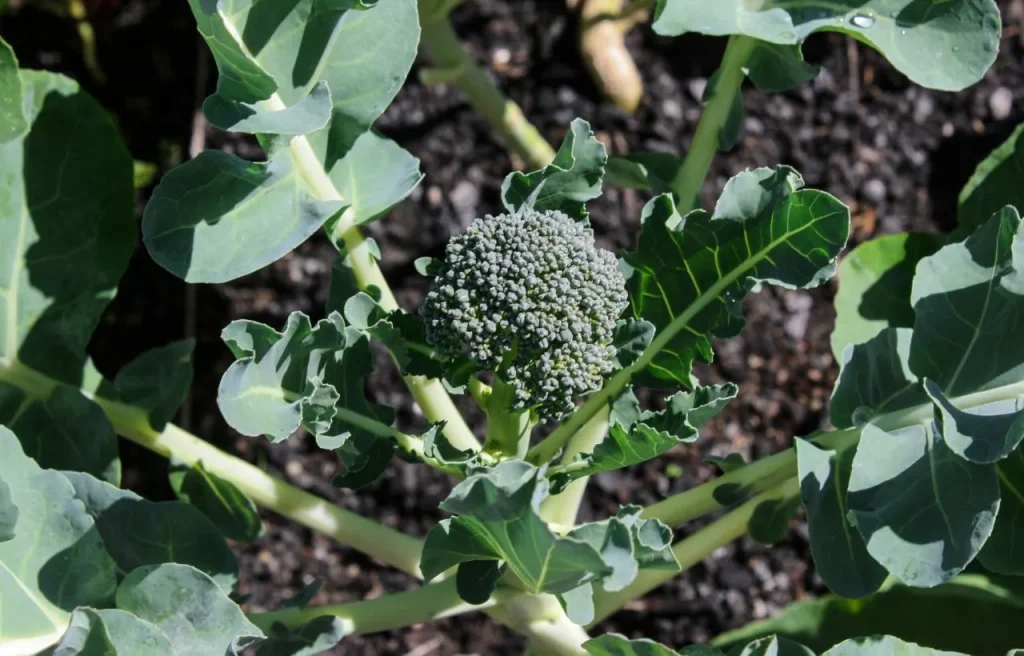 plant Broccoli from seeds