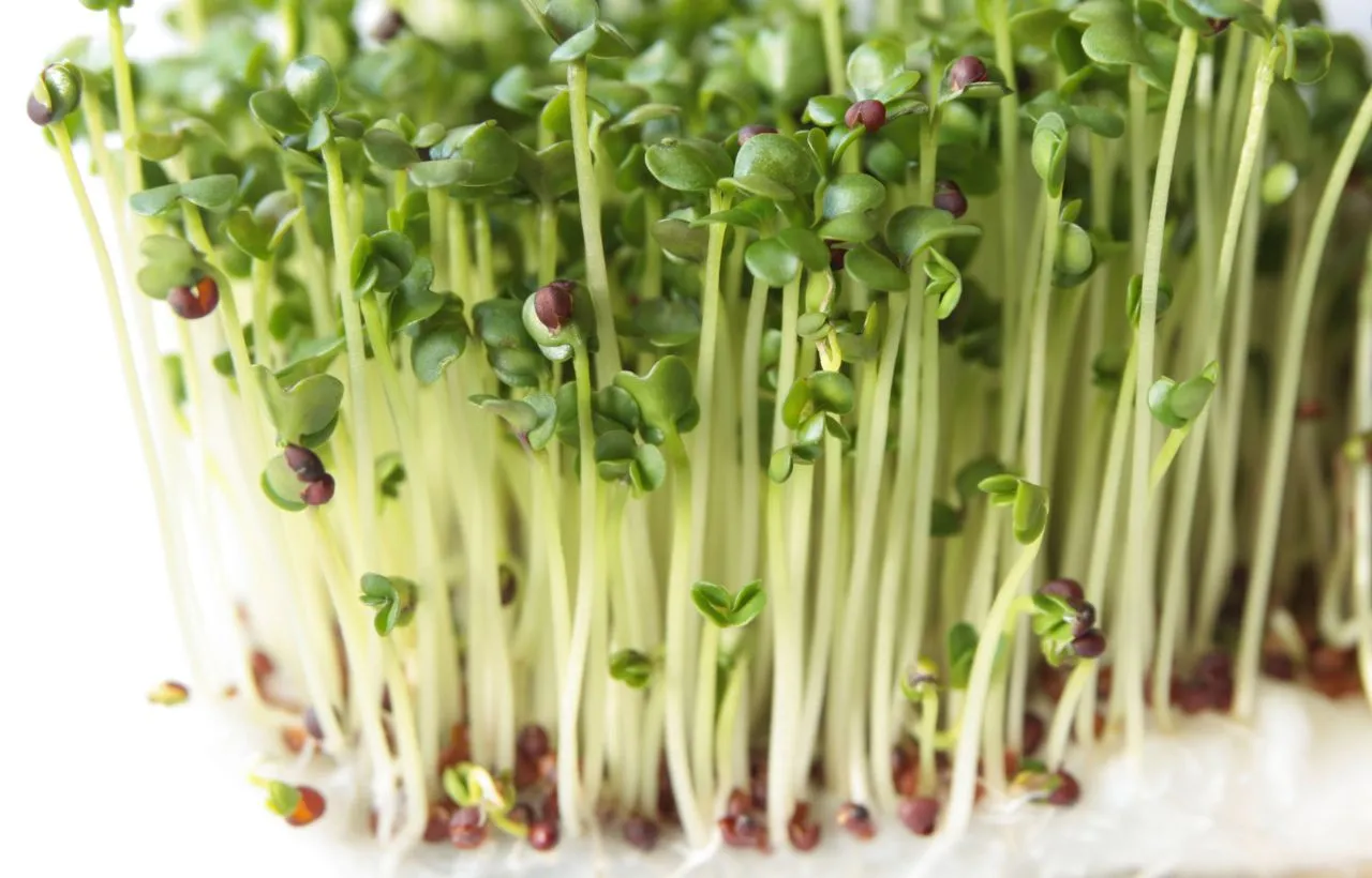 plant Broccoli from seeds