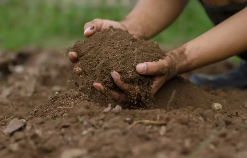 How to prepare the soil for a garden