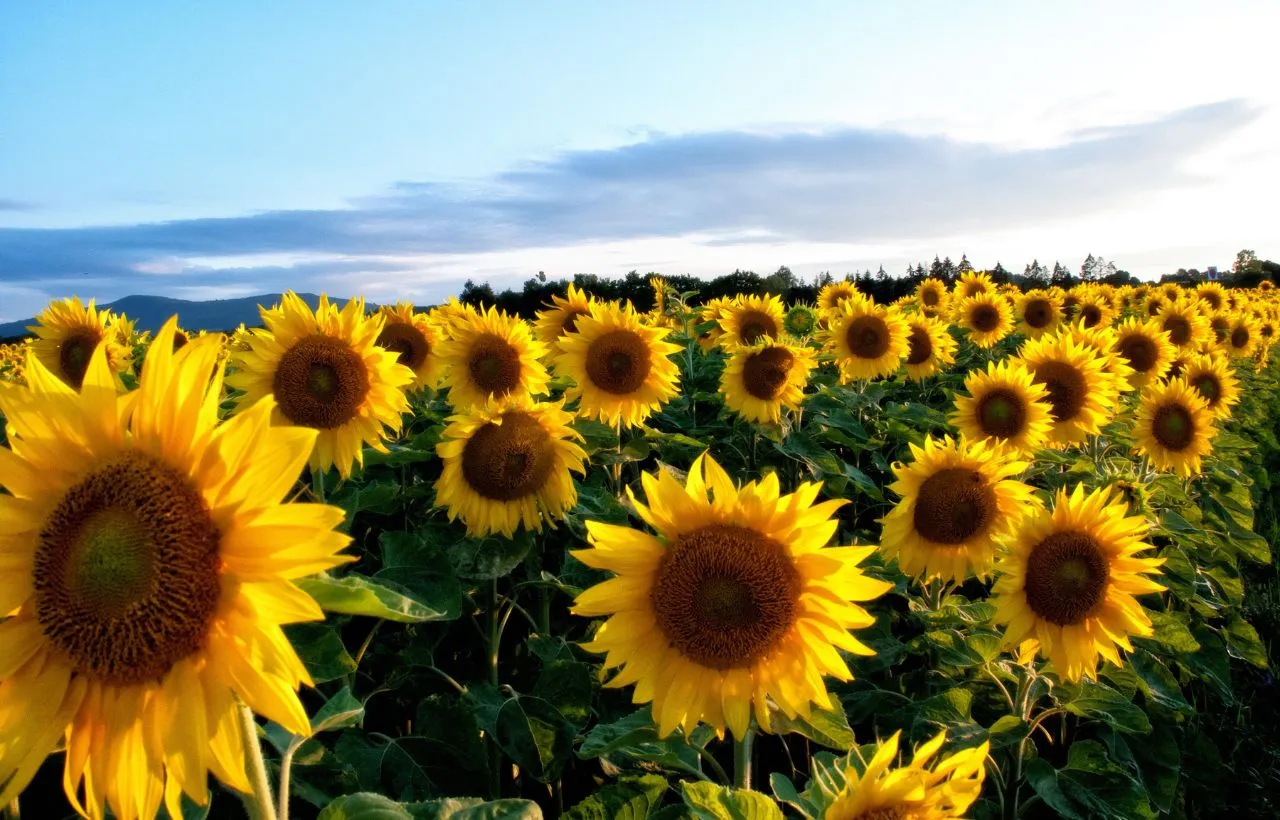 golden flowers