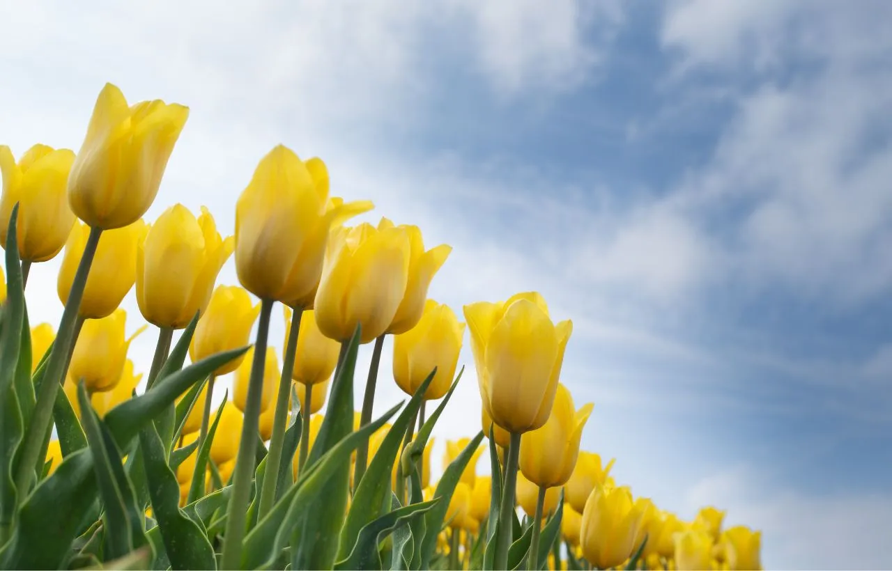 golden flowers