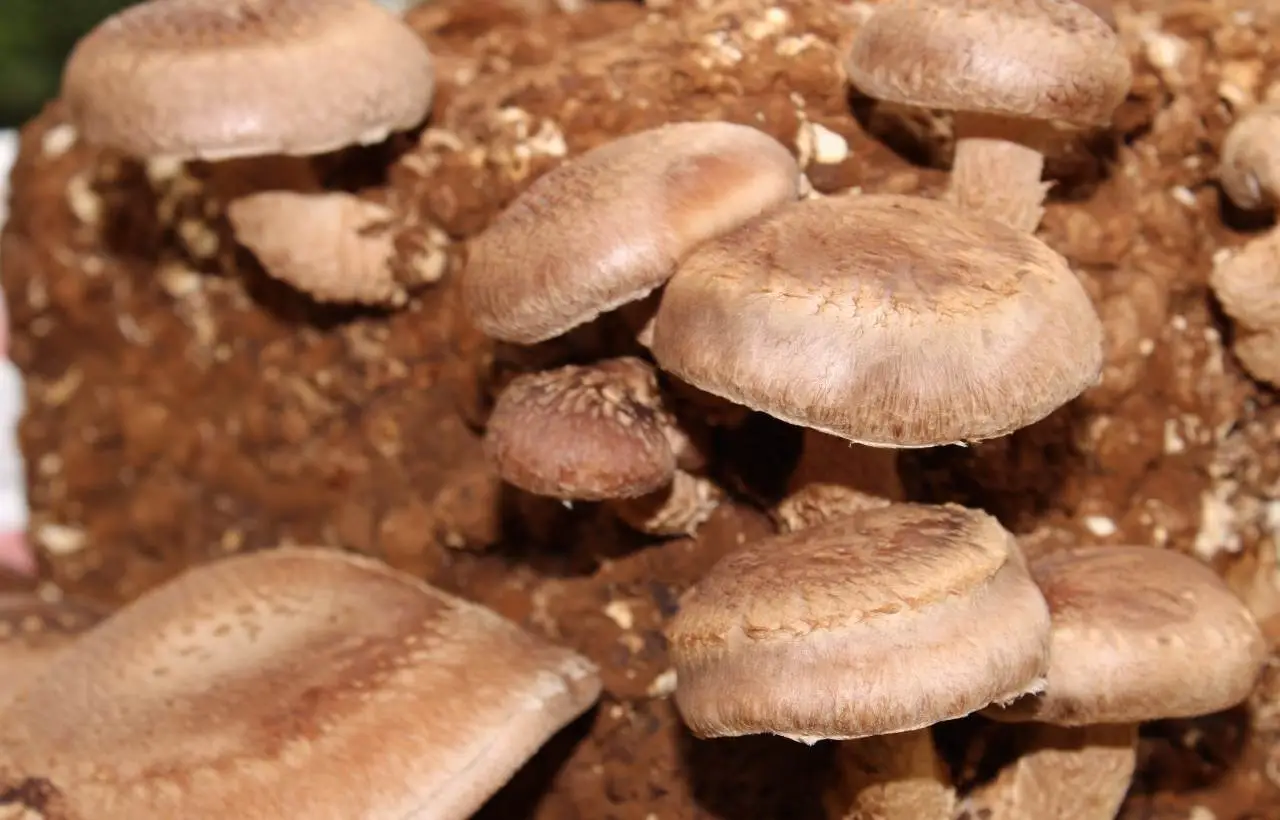 Mushroom Compost Benefits And How To Use Gardening s Core mushroom-compost-benefits-and-how-to-use-gardening-s-core