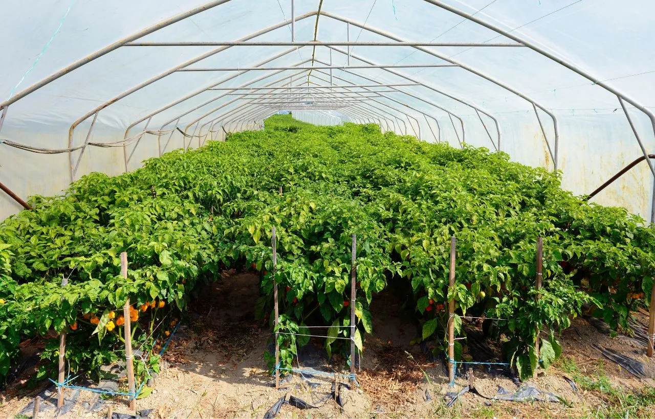 Everything That You Need to Know About Hartley Greenhouse