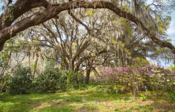 Check out the Five most Beautiful Gardens in South Carolina