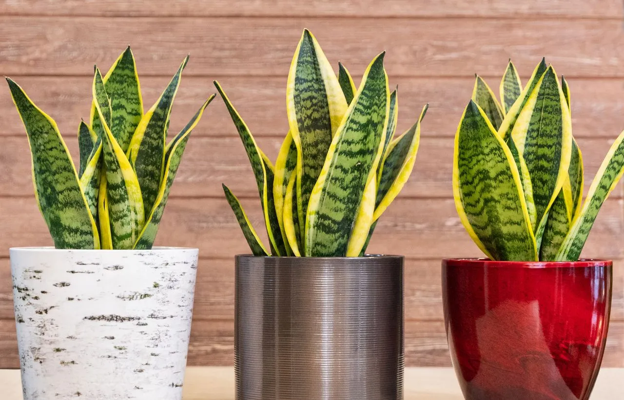 snake plant flowers