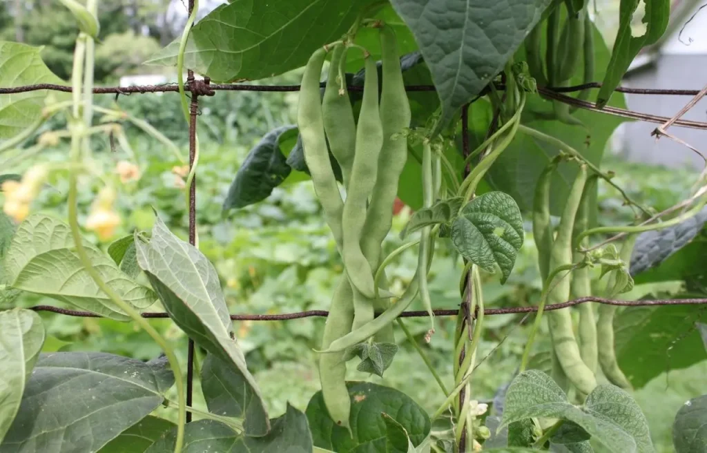 grow Kentucky wonder Pole beans