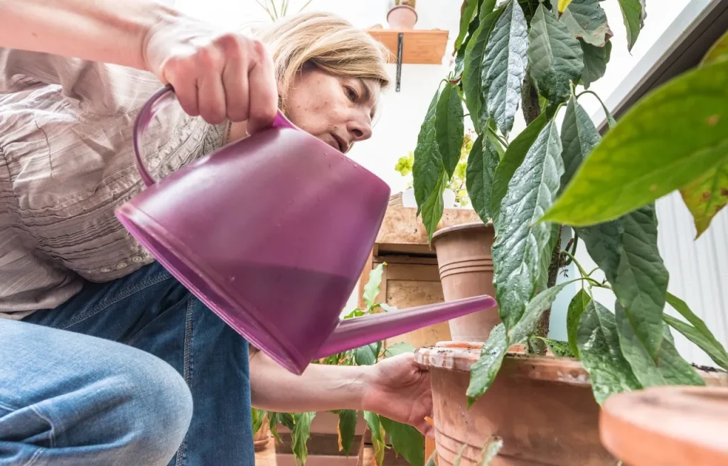 When to stop watering pot plants?
