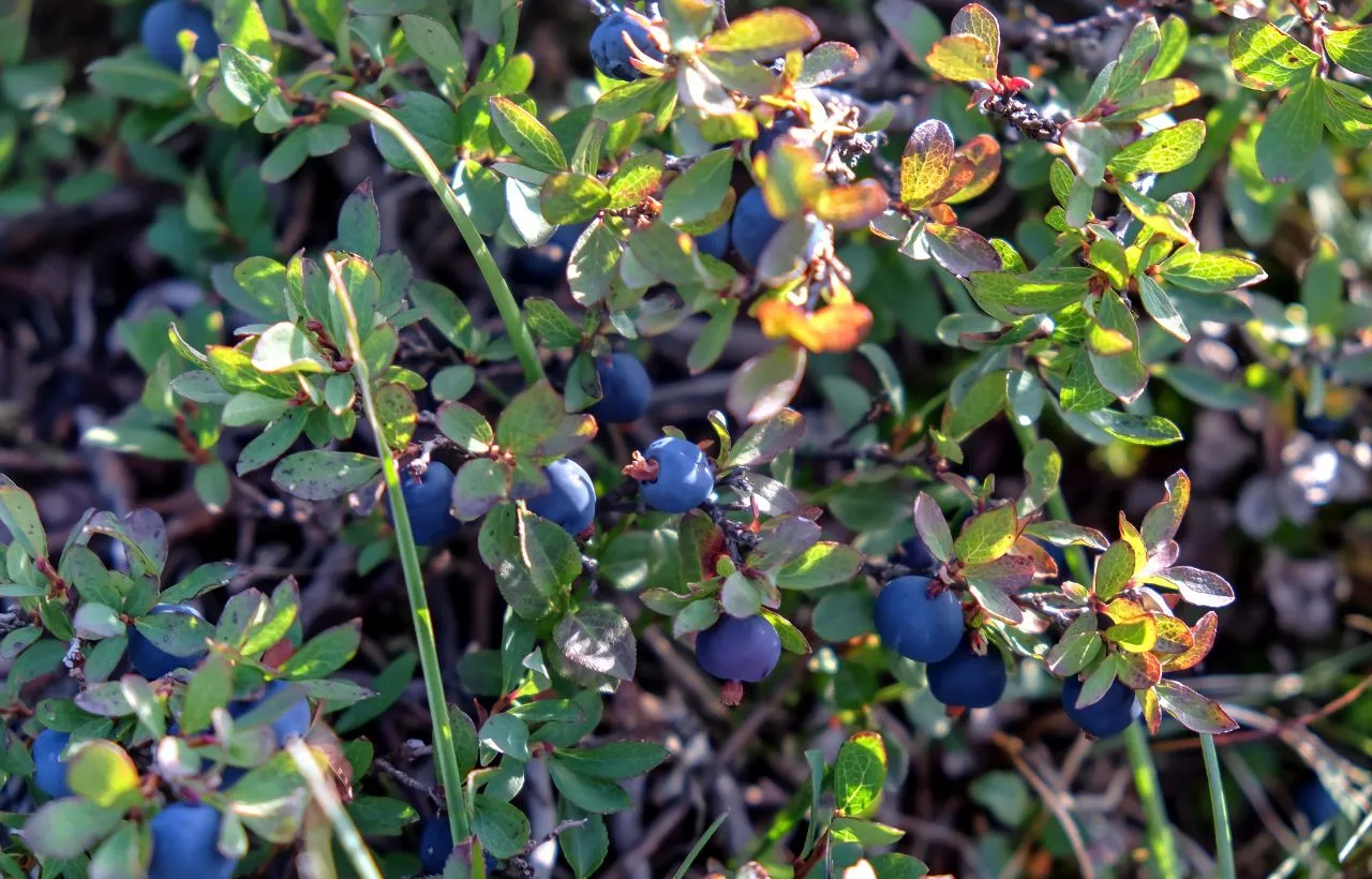 blueberry farming