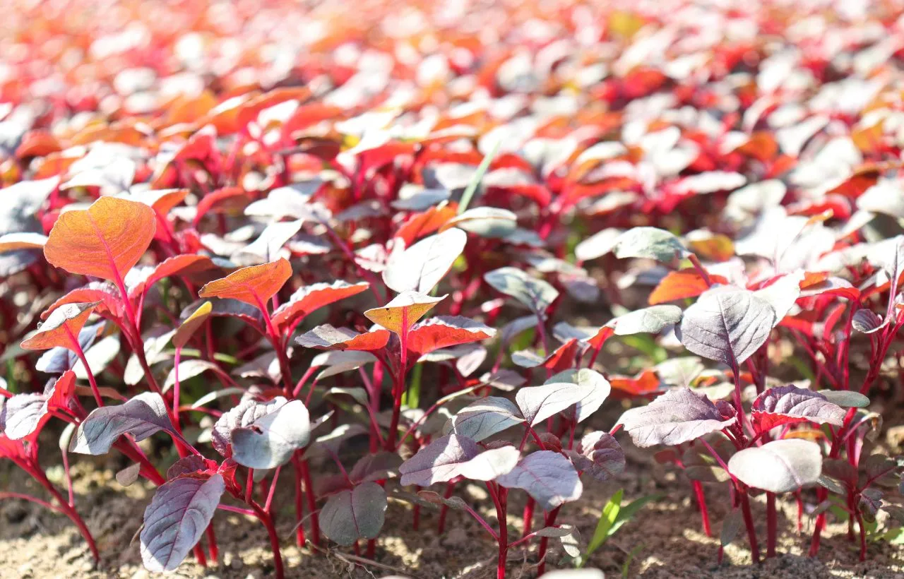 How to Grow Red Amaranth Indoor?