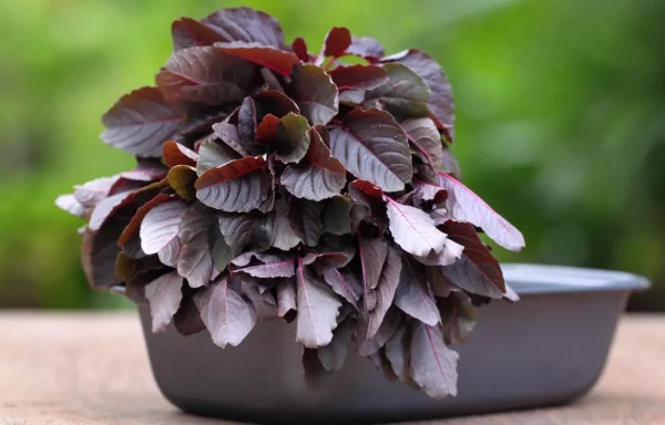 How to Grow Red Amaranth Indoor?