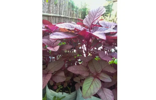 Red Amaranth Indoor: Best Growing Tips and Techniques - Gardening's Core