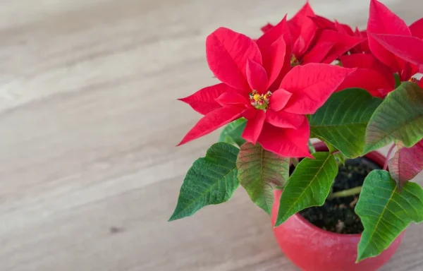 How to take care of Winter Rose poinsettia