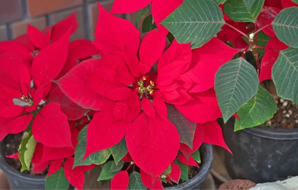 How to take care of Winter Rose poinsettia