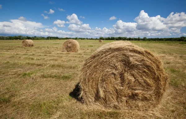 Straw Bale Gardening problems