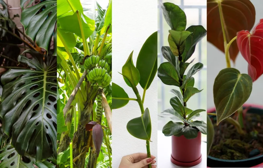 Big Leaf Indoor Plants
