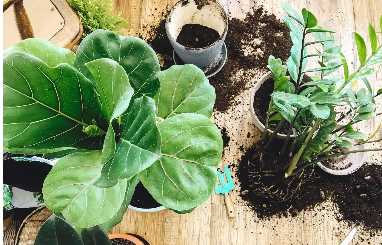 Big Leaf Indoor Plants