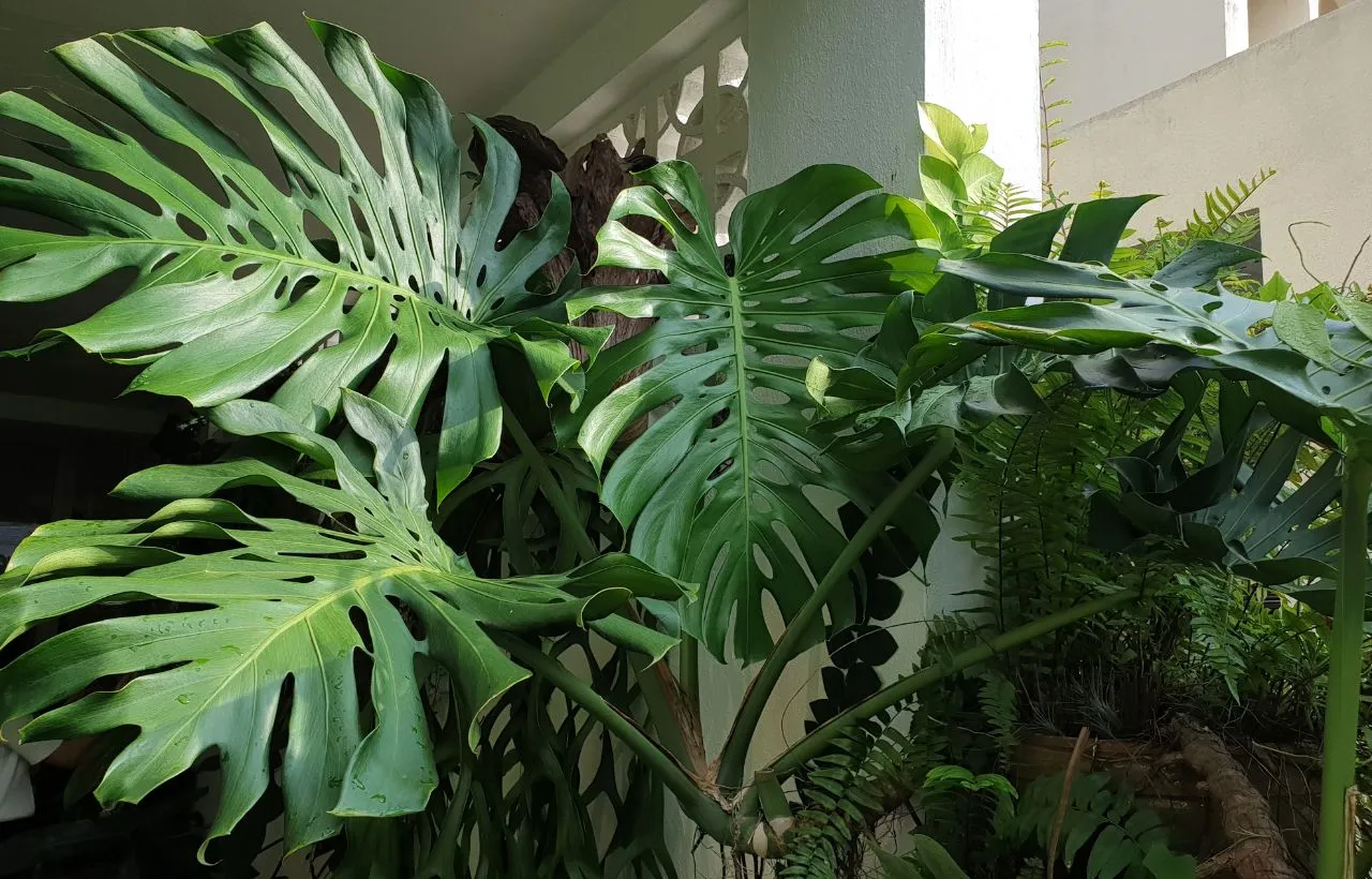 Big Leaf Indoor Plants