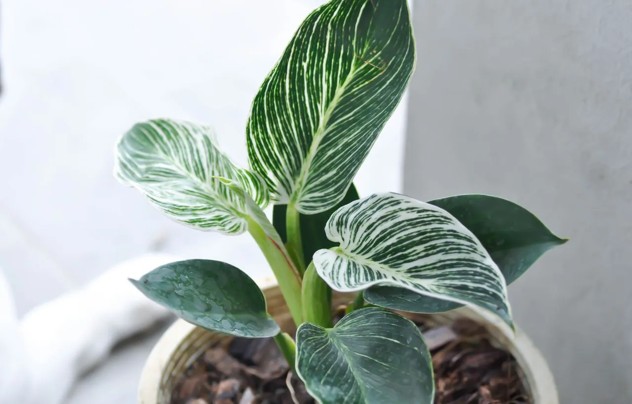 Philodendron gloriosum