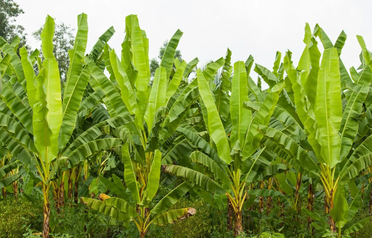 Big Leaf Indoor Plants