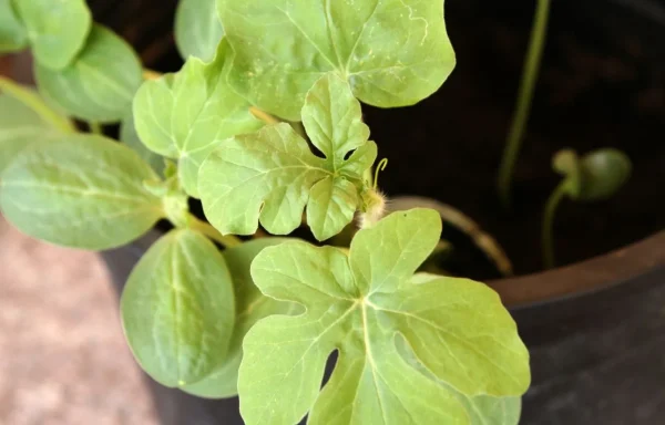 watermelon growing stages