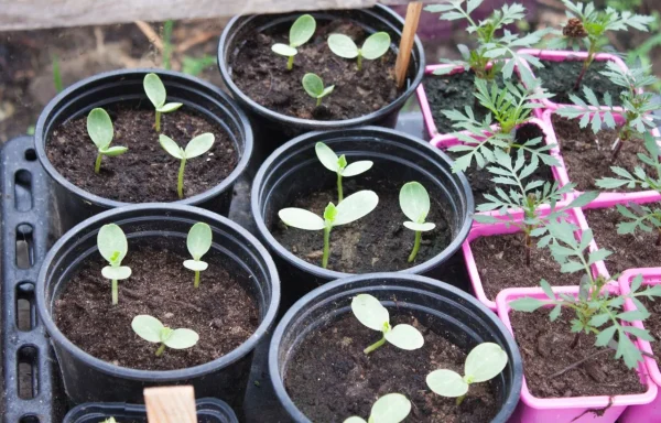 watermelon growing stages