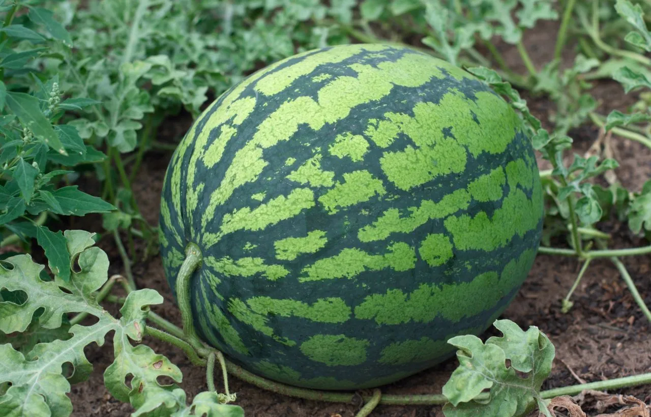 watermelon growing stages