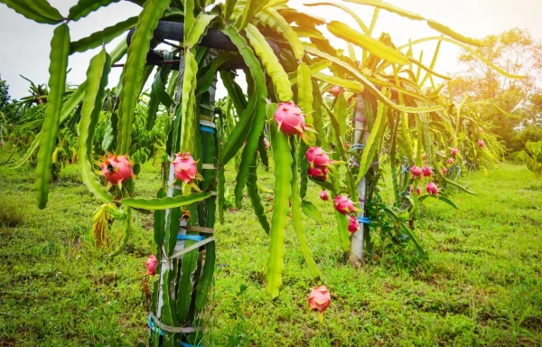 dragon fruit plant indoors