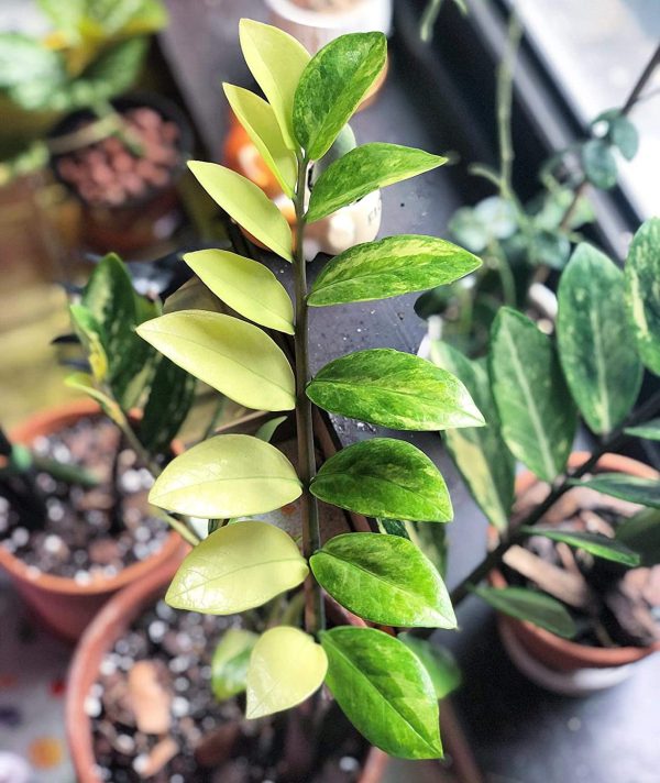 A Low Maintenance indoor plant: Variegated ZZ Plants