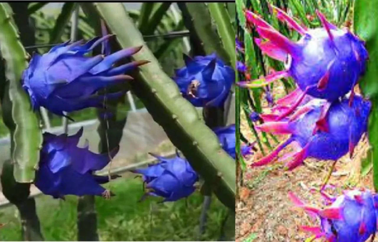 A complete guide to blue dragon fruit plant growing and care