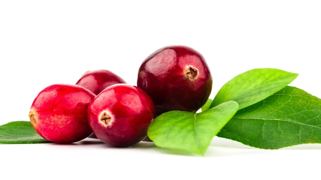 Cranberry Plants