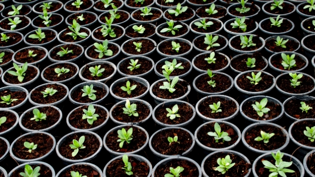 Cranberry Plants