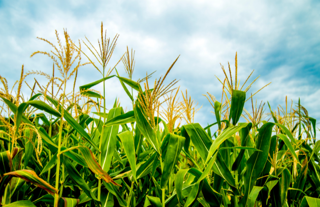 Corn Gardening