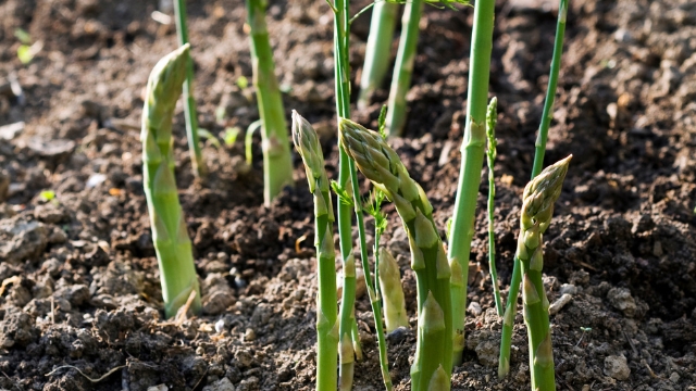 Asparagus Cultivation