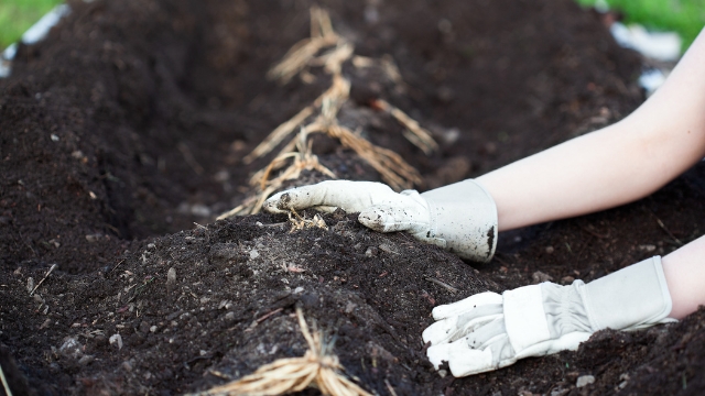 Asparagus Cultivation