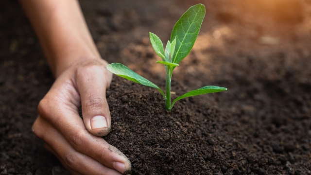 Cantaloupe Gardening