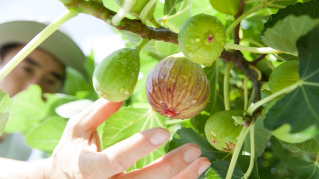 Figs Growing