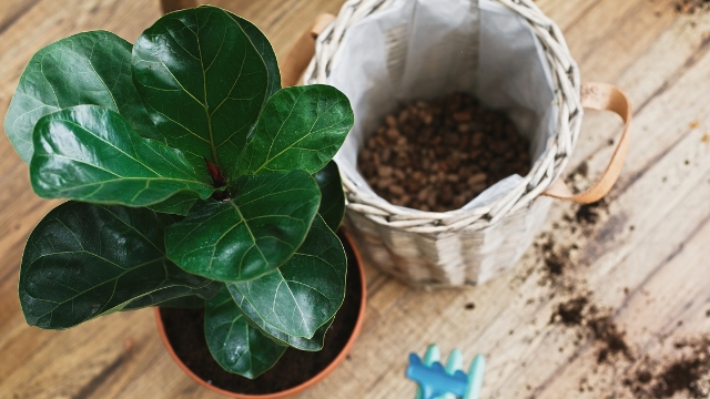 Figs Gardening